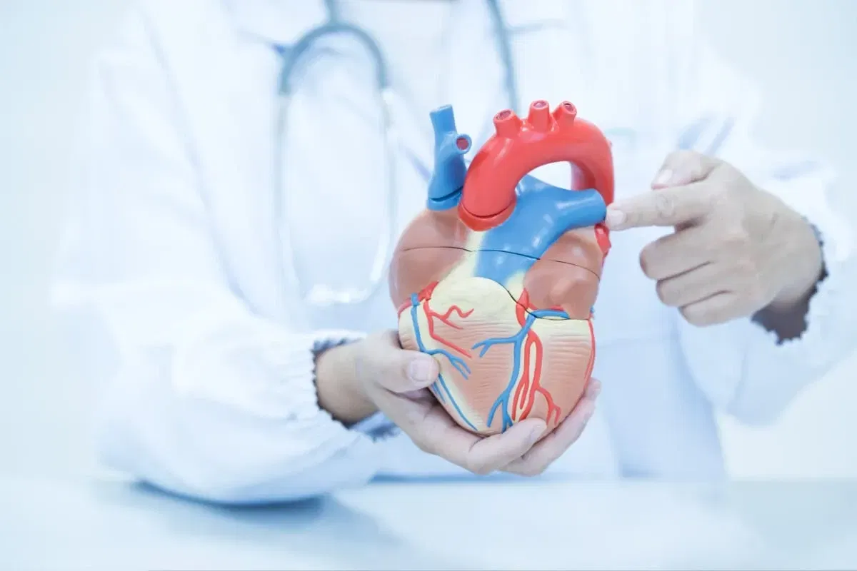 Medical professional reviewing cardiac information